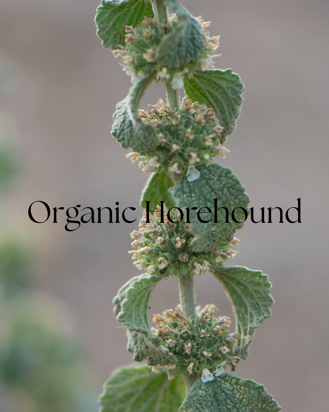 Organic Horehound | Herbal Remedy for Respiratory and Digestive Health 1 oz