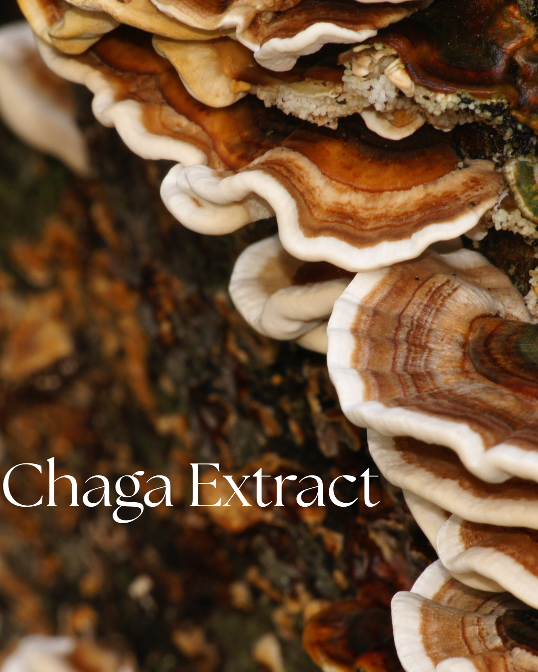 Organic Chaga Extract Powder | Antioxidant Mushroom for Immune Support
