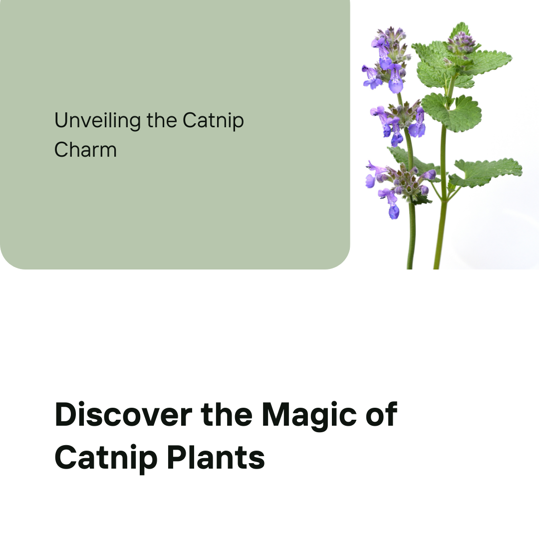 The Multifaceted Benefits of Catnip for Humans, Dogs, and Cats