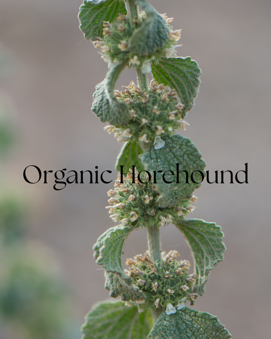 Organic Horehound | Herbal Remedy for Respiratory and Digestive Health 1 oz