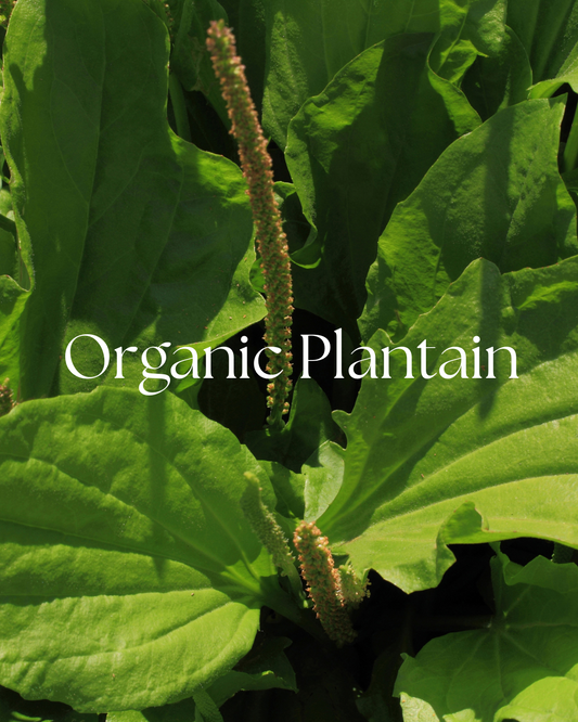 Organic Plantain Leaf | Herbal Remedy for Skin, Respiratory & Digestive 1 oz