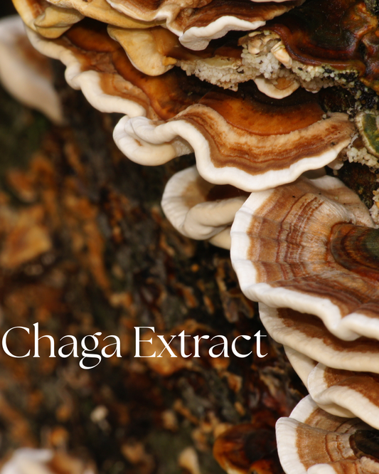 Organic Chaga Extract Powder | Antioxidant Mushroom for Immune Support