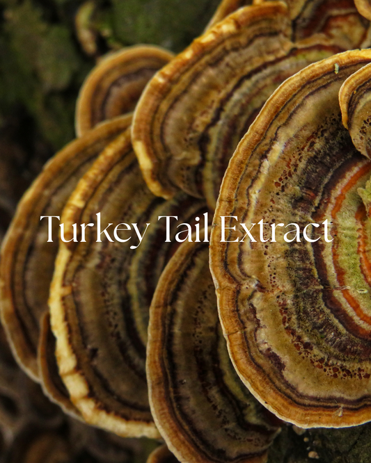 Organic Turkey Tail Extract Powder | Immune-Boosting Mushroom Superfood 1 oz