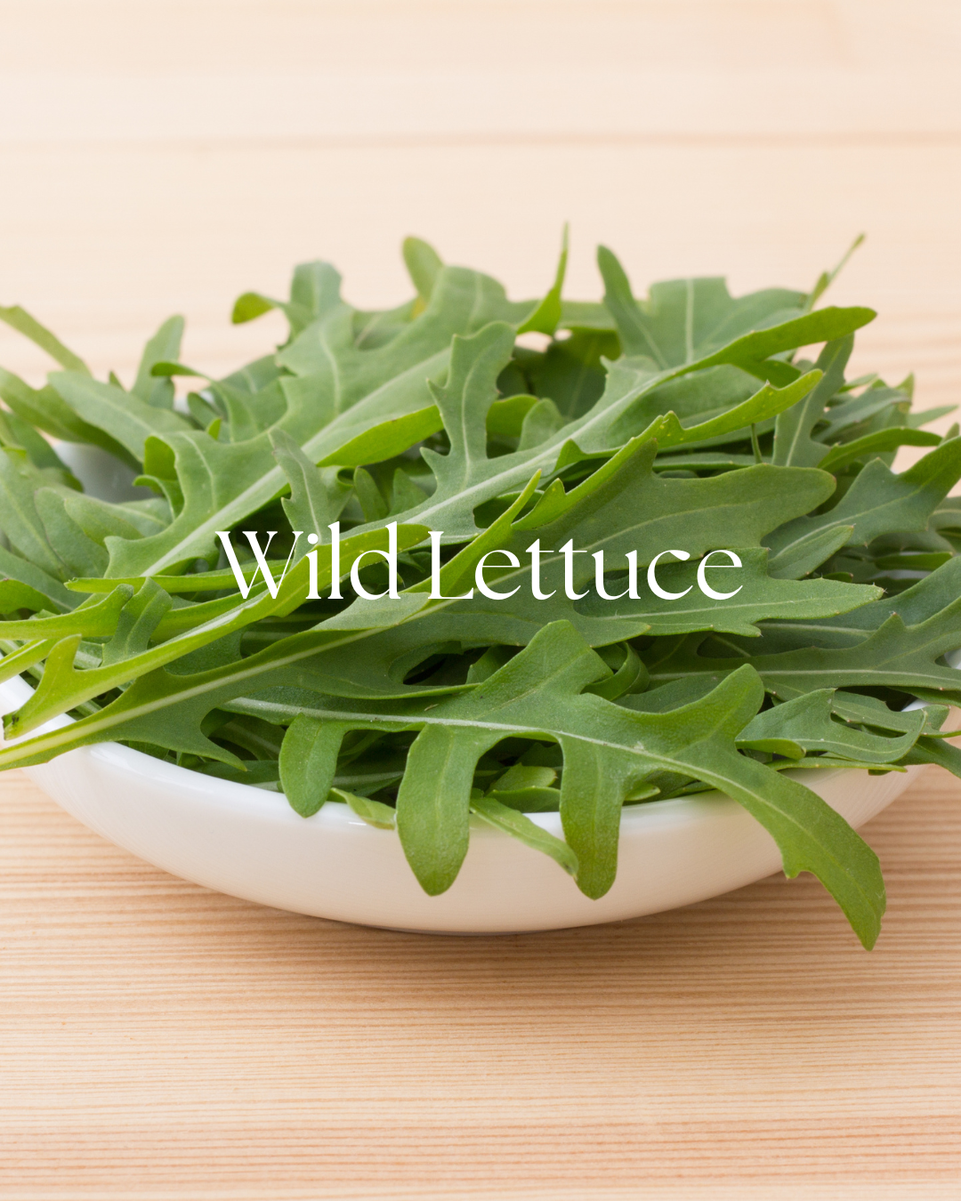 Organic Wild Lettuce | Calming Herbal Remedy for Pain & Relaxation 1 oz
